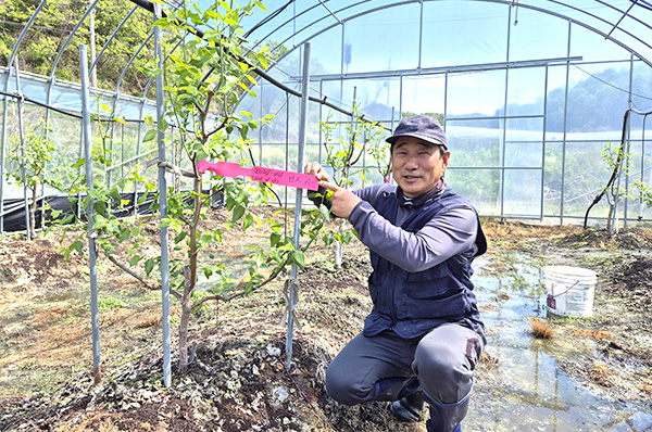 2025 대한민국 과일산업대전에서 수상한 회인 양달농원 서주석 대표가 자신이 개발해 특허 출원 받아 키우고 있는 ‘복실’을 자랑하고 있다.