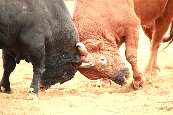 총상금 8700만 원을 내걸고 보은군이 주최한 보은전국민속소힘겨루기(소싸움) 대회. 올해 대회는 140두의 힘겨루기 소가 출전해 열전을 펼쳤다. 특히 보은군 대표 싸움소로 출전한 백두급의 ‘제일’이 가장 높은 급에서 우승해 시선을 끌었다.