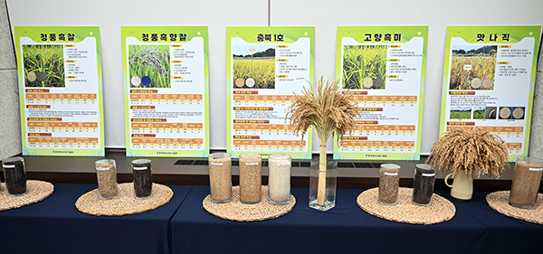 식미 평가 결과 충북 1호가 가장 우수한 품종으로 집계됐다. /제공 충북농기원