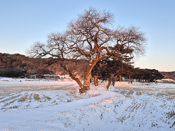 보은지역 곳곳에 눈 내리며 ‘겨울’ 재촉