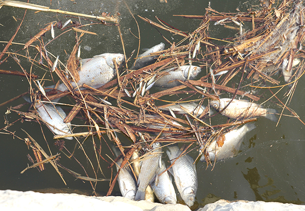 탄부면 상장2리 지덕저수지 수면을 죽은 물고기가 덮고 있다.