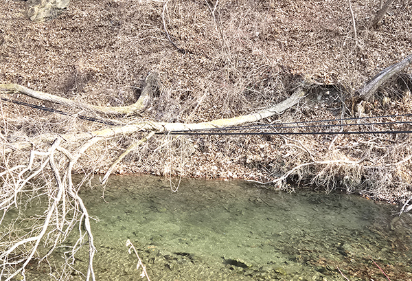 쓰러진 나무가 KT통신선을 눌러 오가는 이들의 눈살을 찌푸리게 하고 있지만 KT는 아무런 조치없이 이를 방치하고 있다. 